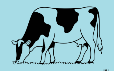 Grazing Holstein Cow Drawing